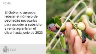 Para responder al impacto de la sequía en el olivar
