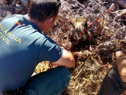 Operación de la Guardia Civil contra el uso de artes prohibidas para la caza. Todas las artes tenían como finalidad la captura o muerte de...
