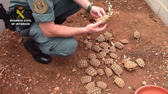 La Guardia Civil, en el marco de la operación COAHUILA, desarticula una de las mayores organizaciones a nivel internacional dedicada al tráfico...