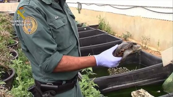 La Guardia Civil, en el marco de la operación COAHUILA, desarticula una de las mayores organizaciones a nivel internacional dedicada al tráfico...