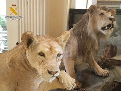 El Servicio de Protección de la Naturaleza de la Guardia Civil Guardia Civil, ha procedido a la intervención de dos leones naturalizados. Las...