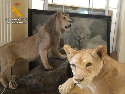 El Servicio de Protección de la Naturaleza de la Guardia Civil Guardia Civil, ha procedido a la intervención de dos leones naturalizados. Las...