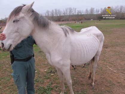 El SEPRONA de la Guardia Civil localiza una serie de animales, abandonados y desnutridos; por lo que se ha instruido Diligencias a un varón en...