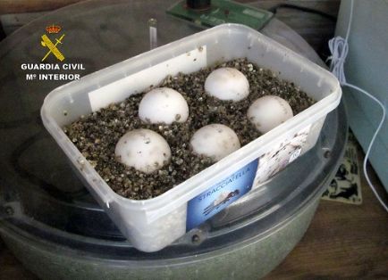La Guardia Civil, en el marco de la Operación “GRAECA”, desmantela un criadero ilegal de tortugas con cerca de un centenar de especies.