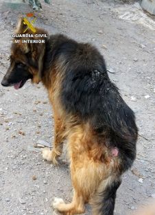 La Guardia Civil investiga a una persona por delito de abandono animal. El can presentaba un estado famélico y diversas heridas. Ha subsistido...