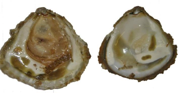 Superficie de conchas de Ostrea edulis infectadas por Bonamia. Fuente: Atlas of the main diseases identified in shellfish and finfish of the...