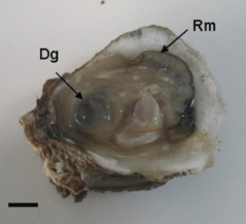 Nota: Ostra infectada por Perkinsus Marinus. Fuente: Perkinsus marinus in pleasure oyster Crassostrea corteziensis from Nayarit, Pacific coast of...