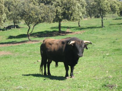 Autor: Julio Fernández Sanz <br/>Año: 2008 <br/>Sexo: Macho <br/>Comentario: Toro cuatreño para corrida de toros, Ganadería "Román Sorando...