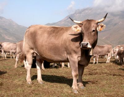 Autor: ASOCIACIÓN DE CRIADORES DE RAZA BOVINA PARDA DE MONTAÑA  (ARAPARDA).<br/>Sexo: Hembra.