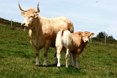 Autores : Patxi Aranguren e Isidoro Elorz.<br/>Sexo: Hembra.<br/>Comentarios: Vaca con cría en pradera en la finca de Gorliz, al lado del mar...