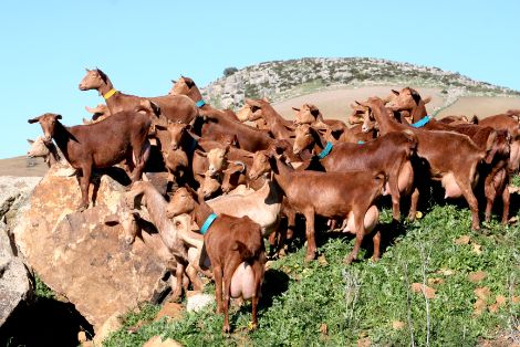 Autor:Elena García González.<br/>Año:2008.<br/>Sexo: hembras.<br/>Imagen facilitada por la Asociación Española de Criadores de la Cabra Malagueña.
