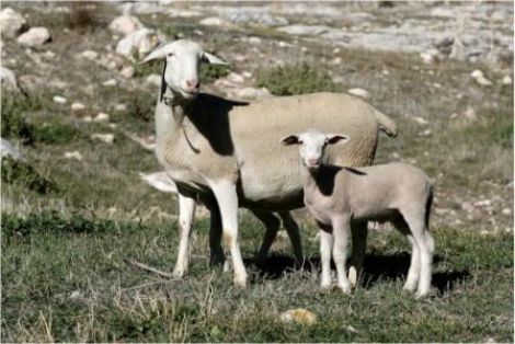 Autor: Juan Antonio Martín<br/>Año: 2009<br/>Sexo: Hembra<br/>Comentario: La fotografía se realizó en la finca " Los Morales", del...