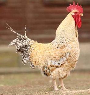 Imagen facilitada por el Instituto Nacional de Investigación y Tecnología Agraria y Alimentaria (INIA).<br/>Fuente: “Razas españolas de gallinas....