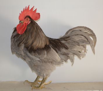 Imagen facilitada por el Instituto Nacional de Investigación y Tecnología Agraria y Alimentaria (INIA).<br/>Fuente: “Razas españolas de gallinas....