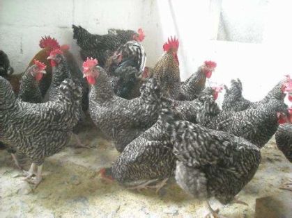 Sexo: Hembra<br/>Comentario: En las gallinas negras barradas las franjas de rojo dorado se reducen a la zona del cuello. Los tarsos son blancos,...