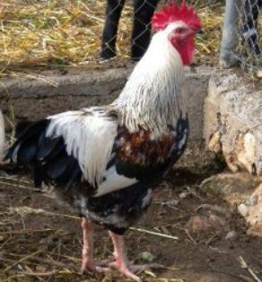 Sexo: Macho<br/>Comentario: En la variedad trigueña plateada el gallo tiene la capa plateada y el pecho negro. El espejo del ala es blanco. La...