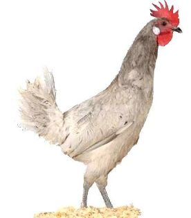 Imagen facilitada por el Instituto Nacional de Investigación y Tecnología Agraria y Alimentaria (INIA).<br/>Fuente: “Razas españolas de gallinas....
