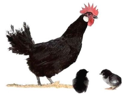Imagen facilitada por el Instituto Nacional de Investigación y Tecnología Agraria y Alimentaria (INIA).<br/>Fuente: “Razas españolas de gallinas....
