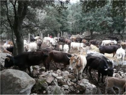 Autor: Jesús Piedrafita;<br/>Sexo: Rebaño;<br/>Comentario: Esperando la esquellada en Mas Freixe 