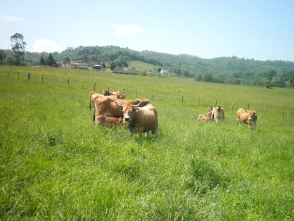 Autor: ASOCIACIÓN ESPAÑOLA DE CRIADORES DE GANADO VACUNO SELECTO DE RAZA ASTURIANA DE LA MONTAÑA. (ASEAMO).<br/>Año: 2010.<br/>Animales en su...