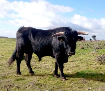Autor: José Mª Manchado.<br/>Año: 2014.<br/>Sexo: Macho<br/>Comentario: La Muela (Soria).<br/>Imagen facilitada por la ASOCIACIÓN DE CRIADORES DE...