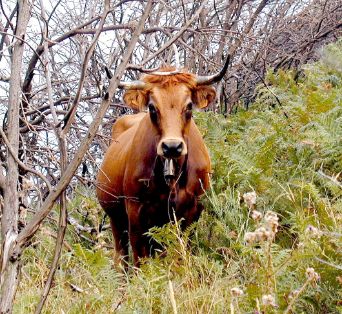 Autor: José Ramón Justo Feijoó.<br/>Año:2000.<br/>Sexo: Hembra.<br/>Comentario: Foto en Toro, ayuntamiento de Laza (Ourense).<br/>Imagen...