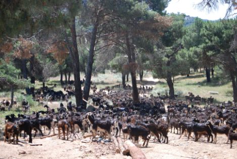 Autor: Paloma Díez de Tejada.<br/>Año: 2010.<br/>Comentario: Imagen de rebaño en su medio natural facilitada por la ASOCIACIÓN CRIADORES GANADO...