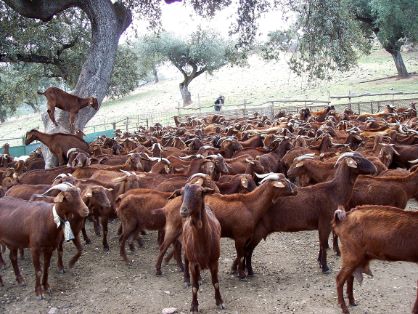 Autor: Juan Andrés Bravo Delgado.<br/>Año: 2004.<br/>Rebaño.<br/>Comentario: Imágenes tomadas en la provincia de Badajoz, en las comarcas de...