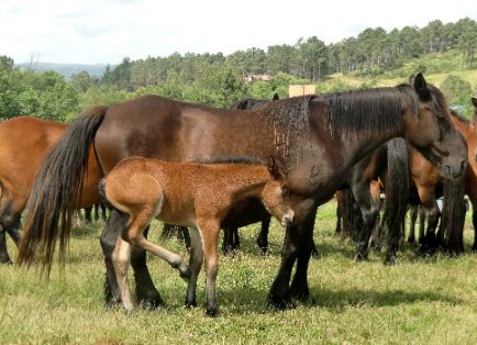 Autor: Antón Vázquez Corral.<br/>Año: 2013<br/>Sexo: Hembra con cría.<br/>Comentario:  propiedad de la Comunidad de montes San Andres de Boimente,...