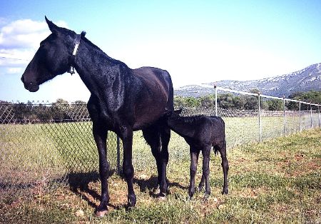 Autor: ASOCIACIÓN DE CRIADORES Y PROPIETARIOS DE CABALLOS DE RAZA MALLORQUINA <br/>(AECABMa).<br/>Sexo: Hembra.<br/>Comentarios: Hembra TASTACADA...