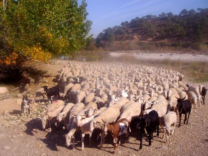 Autor: Javire Yarritu.  <br/>Imagen de rebaño.<br/>Imagen facilitada por la ASOCIACIÓN DE CRIADORES DE GANADO OVINO DE RAZA MAELLANA DE TERUEL...