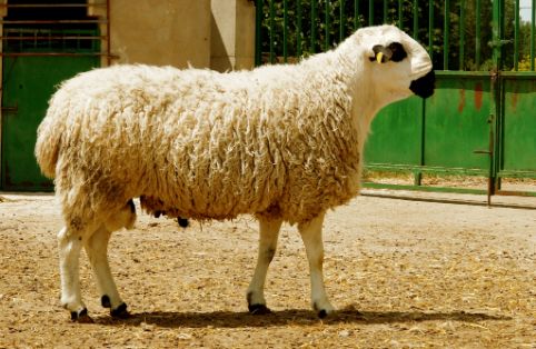 Imagen Ojalada (macho), fuente MAGRAMA