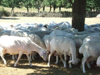 Autor: Raúl Martínez; <br/>Año: 2009; <br/>Sexo: Rebaño; <br/>Comentario: Rebaño de hembras en Tomada en Villavieja de Yeltes, Salamanca. Entorno...