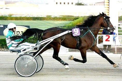 Autor: INFOTROT.<br/>Año: 2010.<br/>Sexo: Macho<br/>Comentario: “Martiks Blai”,  este caballo obtuvo una valoración genética global de 104.25...