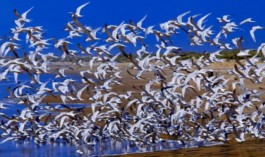 Doñana . Autor: José Mª Pérez de Ayala 