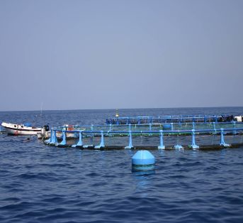 El real decreto finaliza la adaptación de la normativa estatal al nuevo Fondo Europeo Marítimo, de Pesca y de Acuicultura (FEMPA)