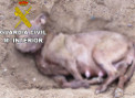 19-02-05 INVESTIGADOS POR MALTRATO ANIMAL.jpg
