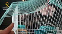 El Servicio de Protección de la Naturaleza (SEPRONA), en el marco de la Operación “PARUM”, ha procedido a la investigación de once personas, por...
