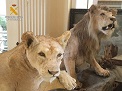 El Servicio de Protección de la Naturaleza de la Guardia Civil Guardia Civil, ha procedido a la intervención de dos leones naturalizados. Las...