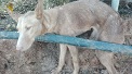 La Guardia Civil ha instruido diligencias en calidad de investigado a un varón, por su implicación en un delito contra la flora, fauna y animales...