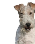 La Guardia Civil solicita colaboración, para identificar al autor de arrojar a un perro por encima de una verja, donde quedó clavado tras...