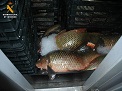 El SEPRONA de la Guardia Civil, dentro de la Operación Glanis, localiza una nave utilizada para almacenamiento y manipulación de pescado,...