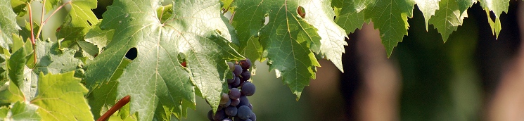viñedo