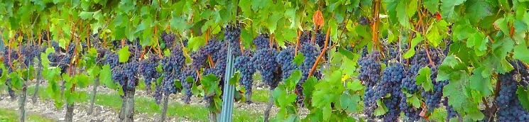 viñedo en espaldera