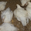 Pollos de carne