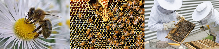 abejas