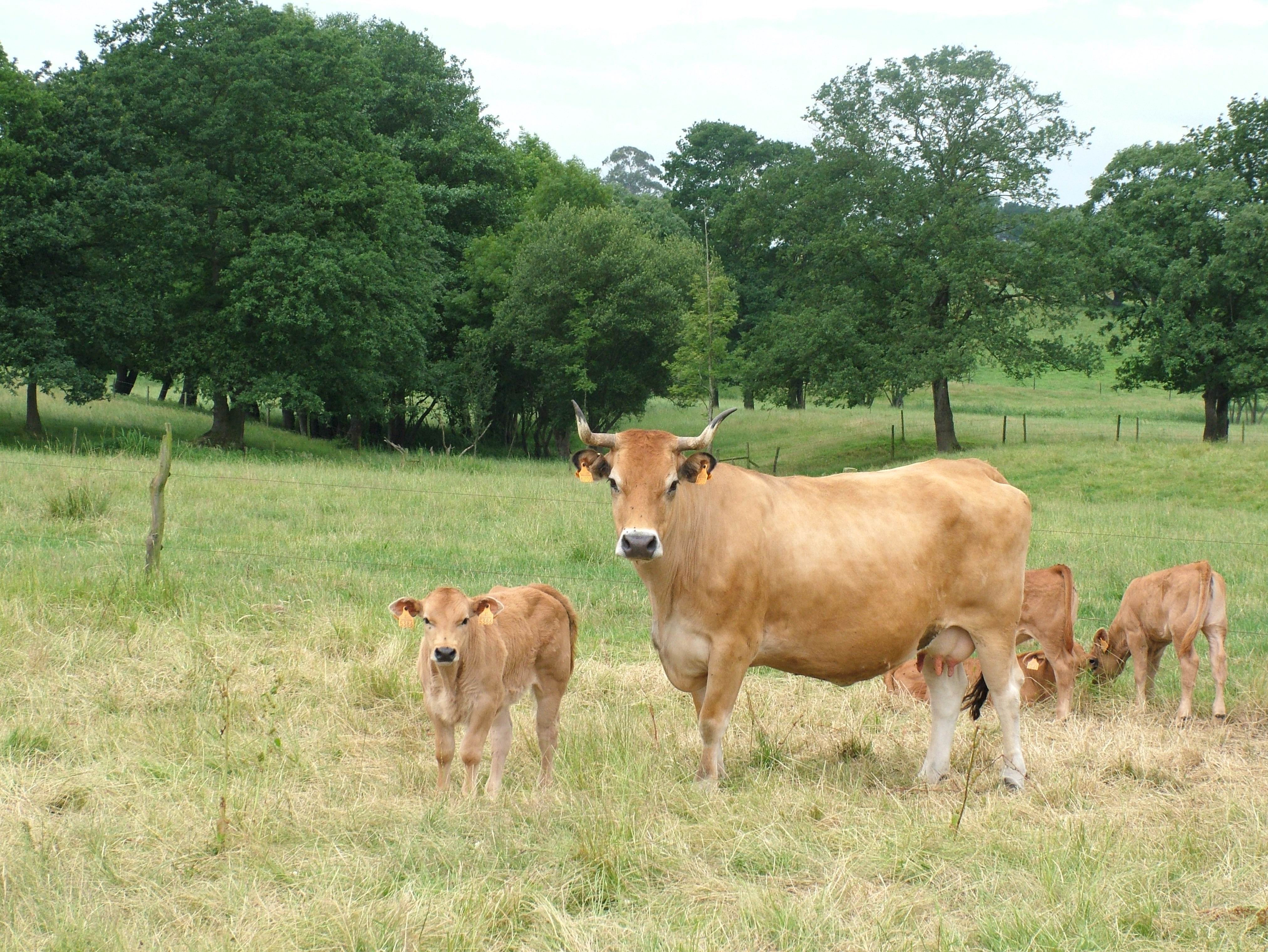 Autor: ASEAVA<br/>Año: 2004<br/>Sexo: Hembra<br/>Comentarios: Las vacas de la raza Asturiana de los Valles son muy dóciles y crían terneros muy...