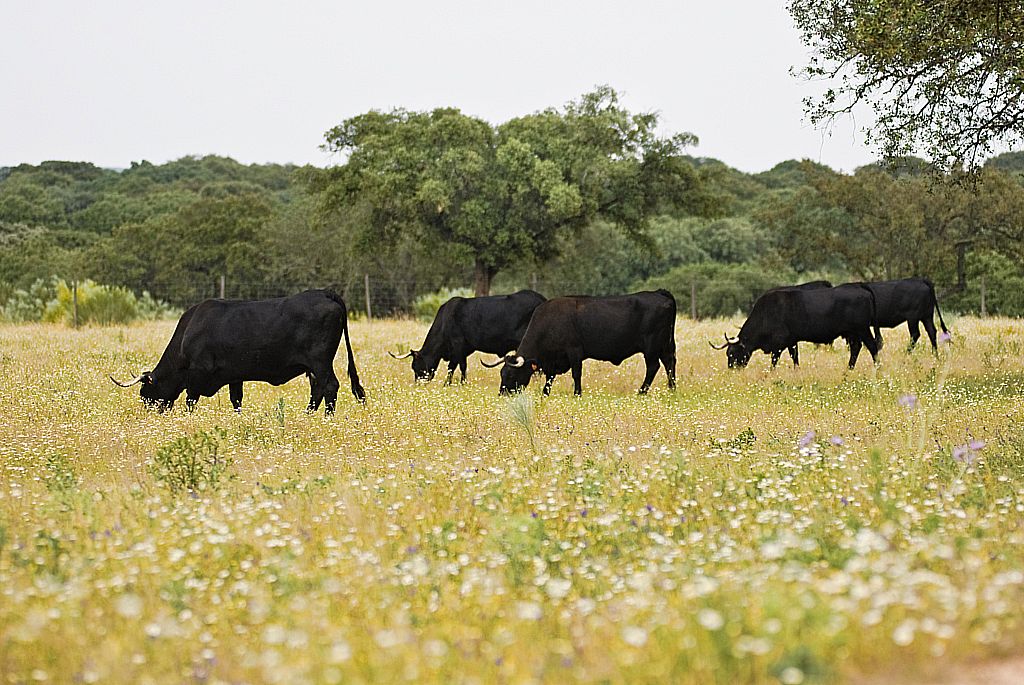 Autor: ASOCIACION ESPAÑOLA DE CRIADORES DE GANADO VACUNO SELECTO DE RAZA AVILEÑA-NEGRA IBERICA (AECRANI).<br/>Año: 2013.<br/>Rebaño en su medio...