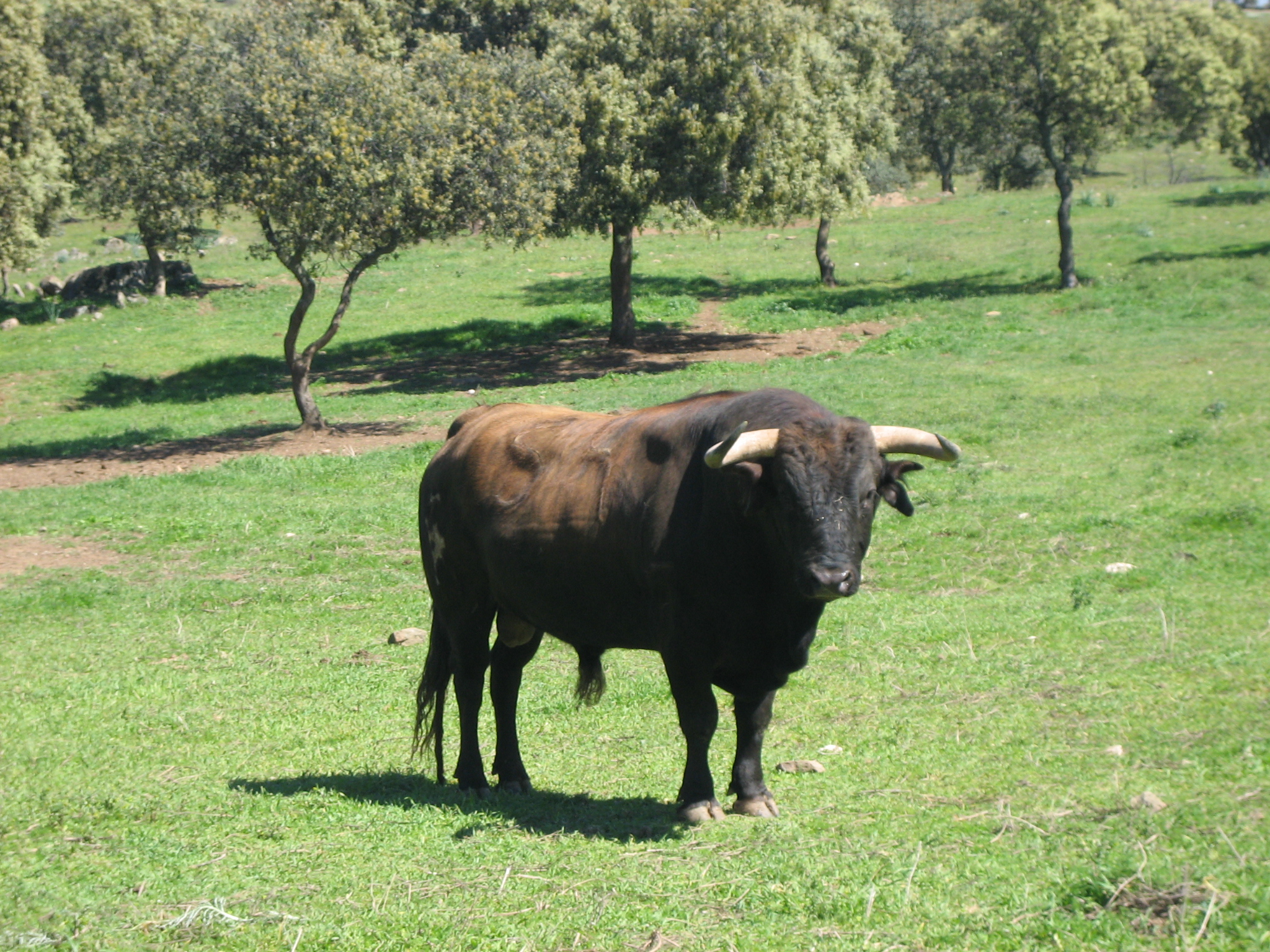 Autor: Julio Fernández Sanz <br/>Año: 2008 <br/>Sexo: Macho <br/>Comentario: Toro cuatreño para corrida de toros, Ganadería "Román Sorando...