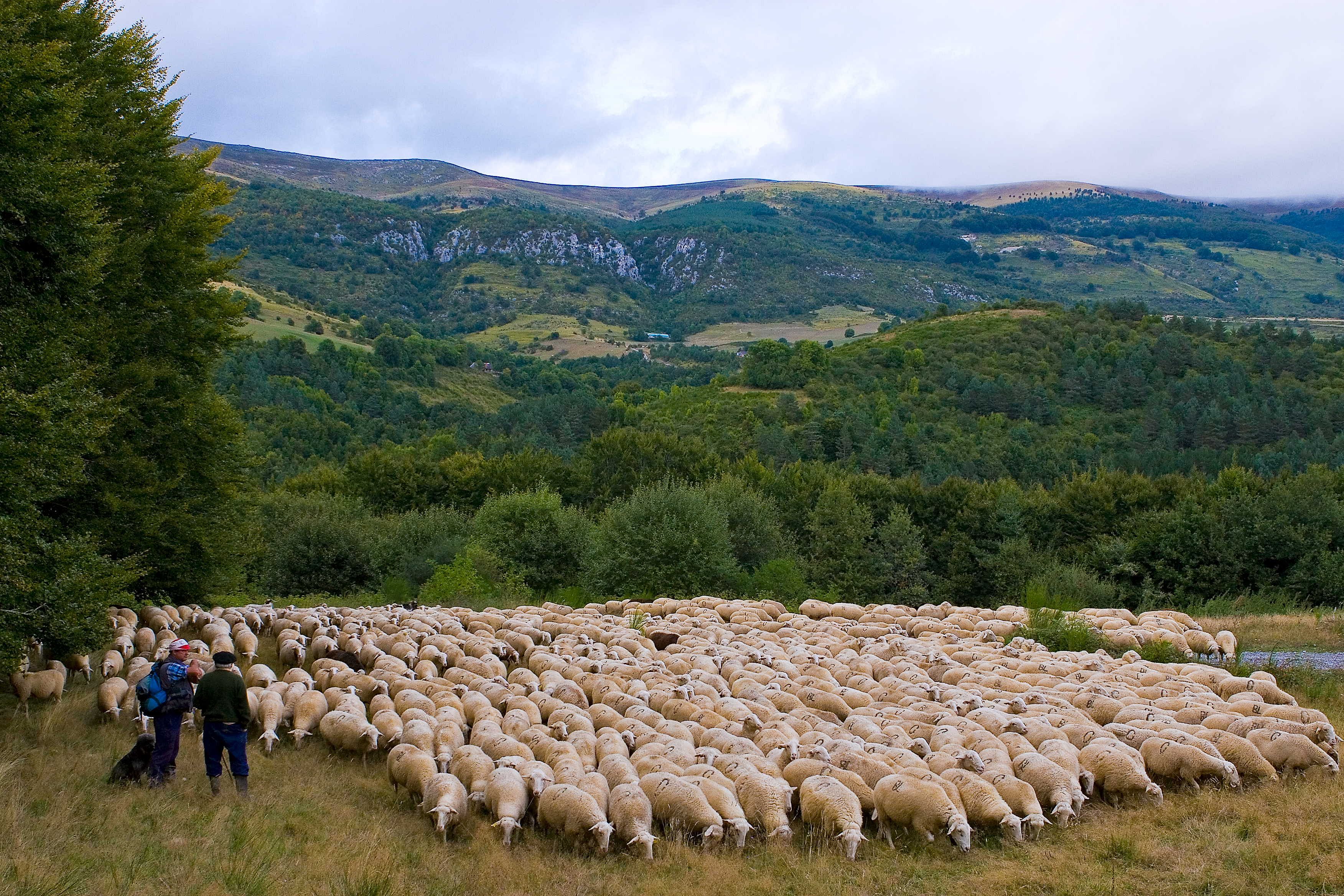 Autor: ASOCIACION DE CRIADORES Y SELECCIONADORES DE OVINO DE RAZA NAVARRA (ARANA).<br/>Año: 2006.<br/>Comentario: Rebaño de ovino de Raza Navarra...